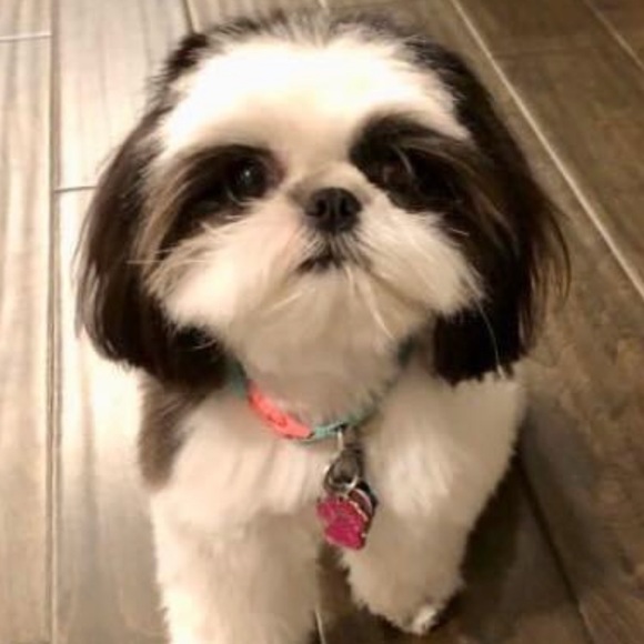 Meet your Posher, Elizabeth - Picture 2 of 4